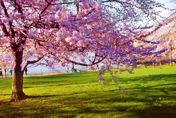 Central Park Blossom Central Park, running, run NYC