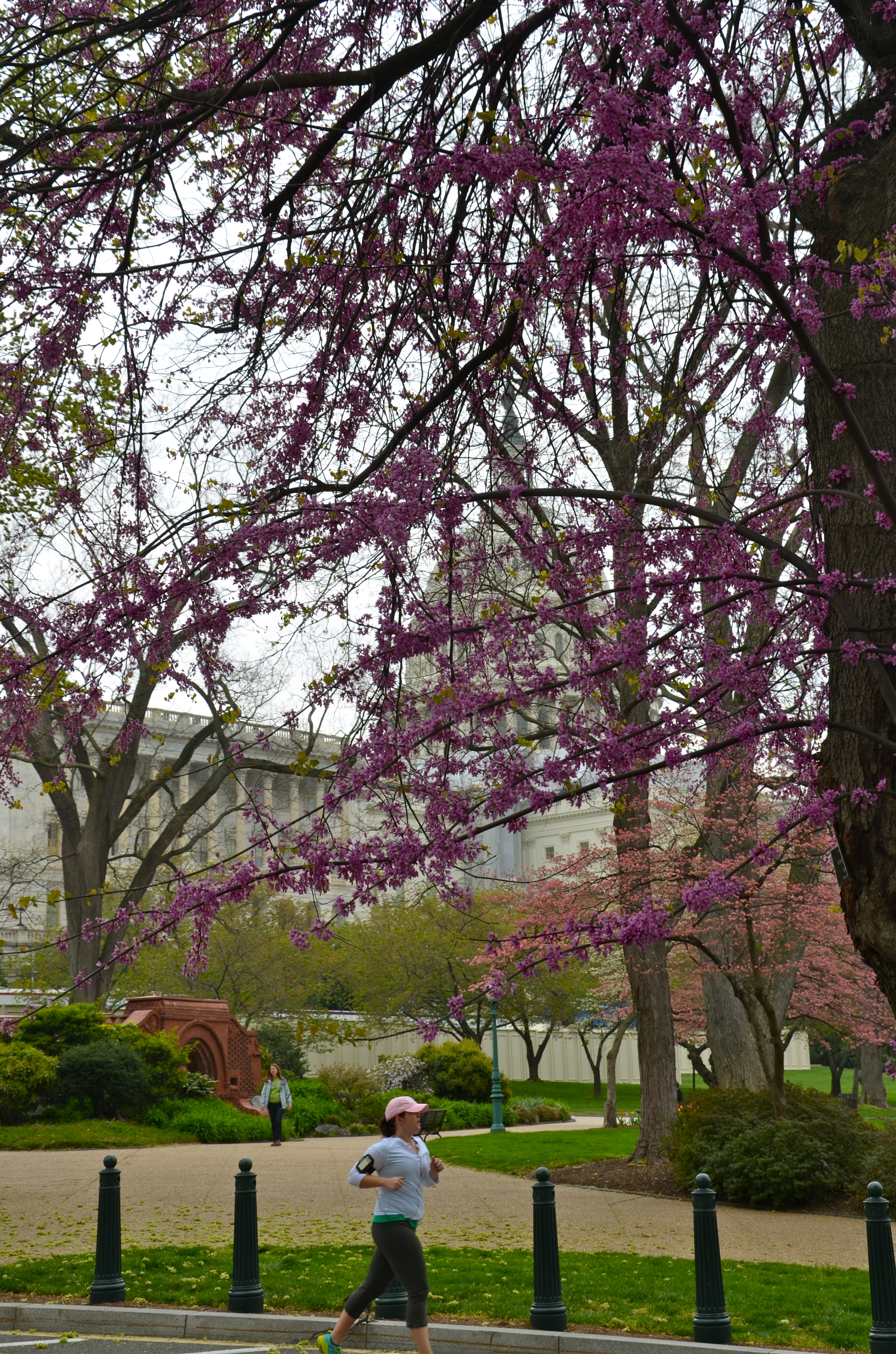 cherry tree 10 miler washington dc run karla run cherry tree 10 miler washington dc run karla run