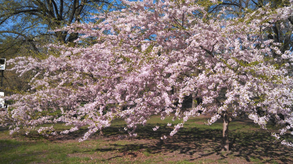 Central Park, Run For Boston, Blossoming trees, Run For The Parks