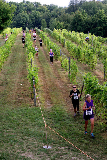 wine run, Harvest Stompede
