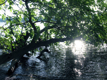 peace like a river essays peace like a river essays