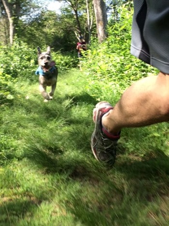 Happy National Dog Day! Trail run in Colt State Park