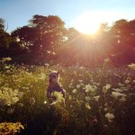 Happy National Dog Day! Happy dog in a field of wild flowers